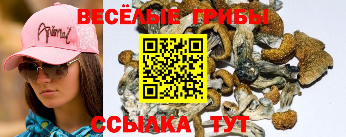 где купить   Псилоцибиновые грибы ЛСД  Псилоцибиновые грибы Cubensis  Вход с VPN  Волхов 